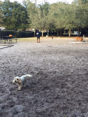 Dog Park at Palma Ceia Park photo 2